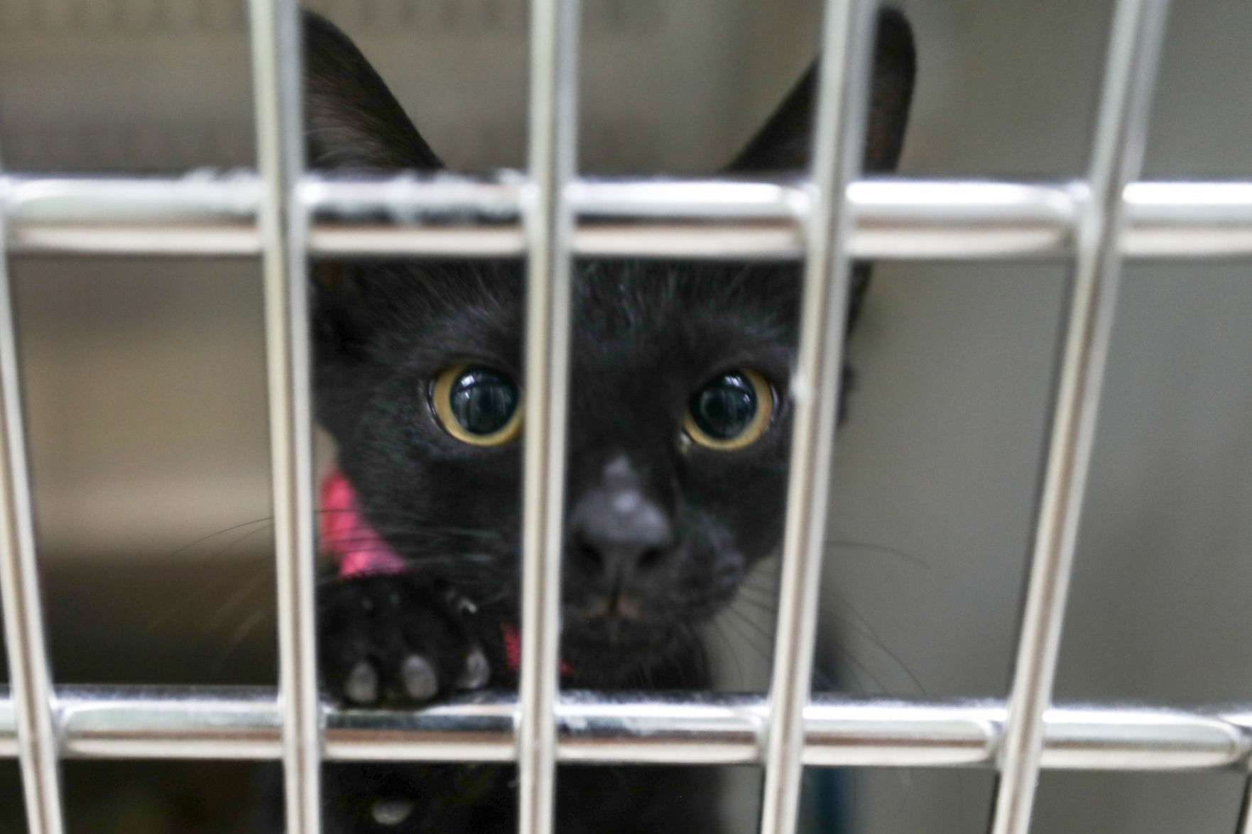 Lee County Humane Society pets for adoption